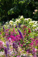Obraz premium Wide variety of pink flowers in the garden. Photographed in Chaumont sur Loire during the heatwave in July 2022.