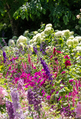 Obraz premium Wide variety of pink flowers in the garden. Photographed in Chaumont sur Loire during the heatwave in July 2022.