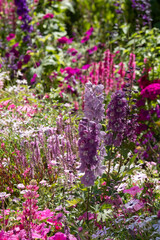 Fototapeta premium Purple flowers in the stunning garden at Chateau de Chaumont in the Loire Valley, France. Photographed during the heatwave in July 2022. 