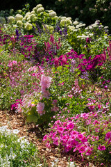 Fototapeta premium Wide variety of pink flowers in the garden. Photographed in Chaumont sur Loire during the heatwave in July 2022.
