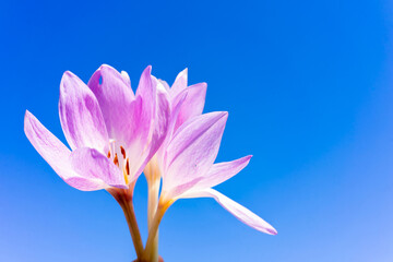 Fototapeta premium Beautiful crocus flower on a blue background. Place for writing