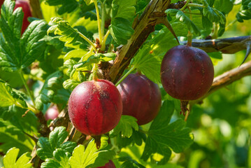 Red gooseberry on a branch on green leaves background, close up