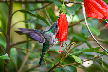 hummingbird on flower - Violet-capped Woodnymph (Thalurania glaucopis)
