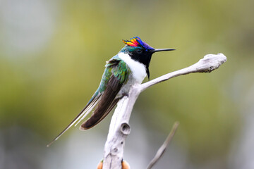 Horned Sumgem - Heliactin bilophus 