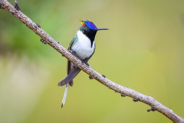 Horned Sumgem - Heliactin bilophus 