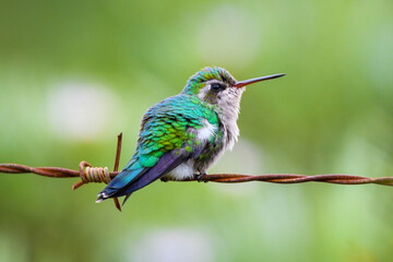 Glittering-Bellied Emerald (Chlorostilbon lucidus)