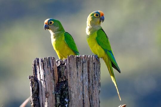Peach-fronted Parakeet - Eupsittula aurea