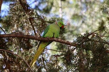 A green parrot sits on a tree.