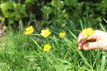 Child hand picking up a buttercup flower in a sunny spring day close up, spring concept