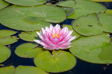 Pale pink flowers of Nymphaea odorata or water lily in a city pond. 