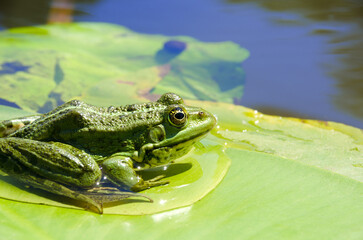 Frog on a green leaf of a lily in the Dnieper.