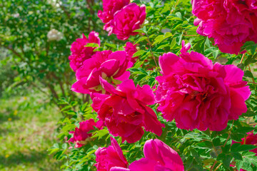 Purple peony flowering close up.