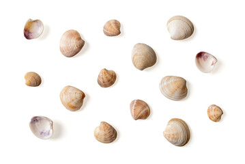 Set of Venus clam empty shells isolated on a white background. Variety of Veneridae bivalve...