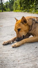 Innocence dog on the road