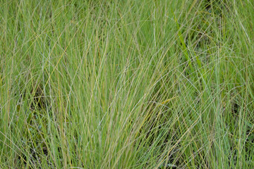 Green Grass Meadow in the park