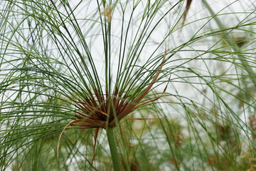 Close up Egyptian Reed by the swamp