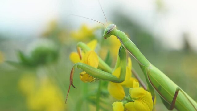 Praying mantis (Mantis religiosa) on lookout on a yellow flower.