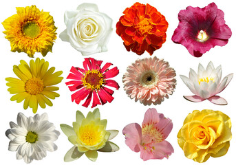 Collection of flowers of different types and colors isolated on white background.
