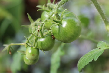 Fresh Tomatoes Growing in the Garden