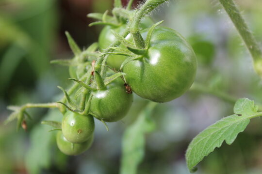 Fresh Tomatoes Growing in the Garden