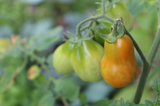 Fresh Tomatoes Growing int he Garden