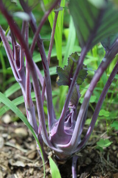 Fresh Kohlrabi Growing in the Garden 