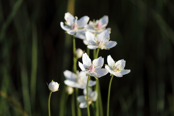 Grass of Parnassus close-up during flowering