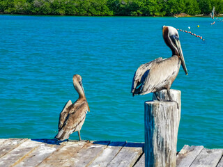 Pelicans pelican birds on port of Contoy island in Mexico.