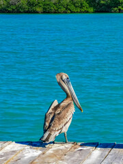 Pelicans pelican birds on port of Contoy island in Mexico.