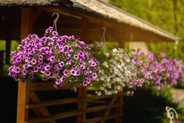 Baskets of hanging petunia flowers on balcony. Petunia flower in ornamental plant.