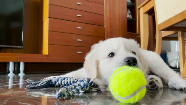 Slow motion images of a beautiful white golden retriever puppy a few months old.