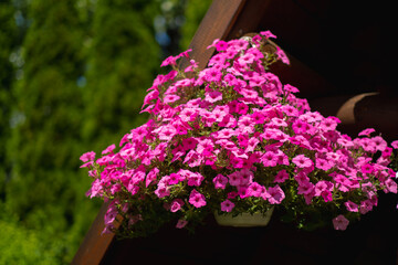 Baskets of hanging petunia flowers on balcony. Petunia flower in ornamental plant.