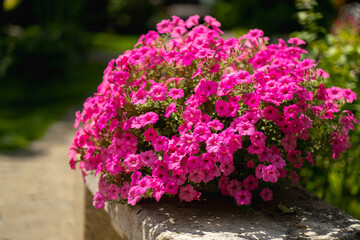 Fototapeta na wymiar Baskets with pink petunia flowers in the courtyard of the house. Petunia flower in an ornamental plant.