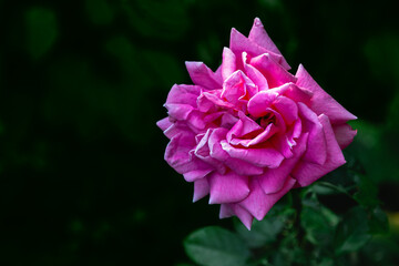 Close-up of a pink rose on a blurry dark background of green foliage. Pink flowers bloom among the green foliage. Pink roses. Bright fragrant roses on a sunny summer day. Soft focus.