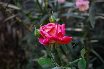 Pink roses. Close-up of a pink rose on a blurry background of green foliage. Soft focus. Pink flowers bloom among the green foliage. Bright fragrant roses on a sunny summer day.