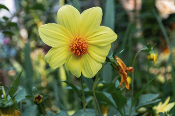 Yellow flowers on a background of green leaves. Dahlia on a green meadow. Beautiful yellow dahlia in the summer garden. Floriculture, landscape design, summer flowers. Dahlia flowers. Selective focus.