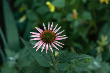 Pink echinacea blooming on a green background. Pink horse flower. Flowering medicinal plant Echinacea purpurea. Echinacea flower on a sunny summer day. Selective focus.