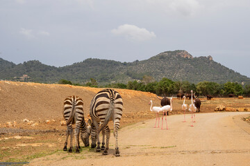Stado dzikich zwierząt na drodze, bawoły, flamingi oraz zebry. 