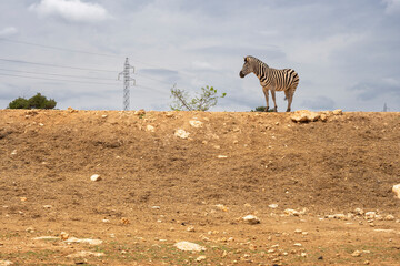 Samotna zebr stoi na wzgórzu. 