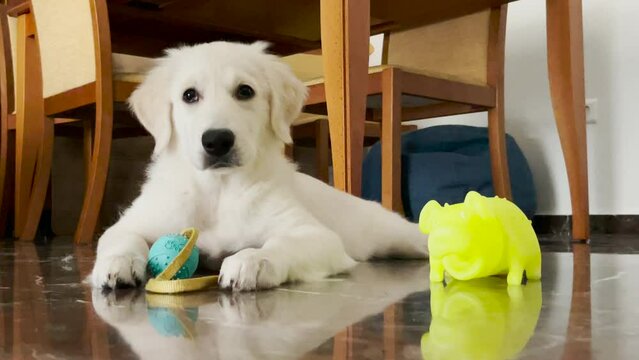 Slow motion images of a beautiful white golden retriever puppy a few months old.