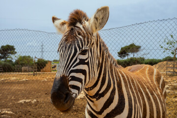 Zebra zbliżenie, portret, zwierzę stoi i patrzy w kamerę. 