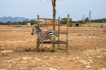 Młoda, mała zebra ociera się o drewniany parkan. 