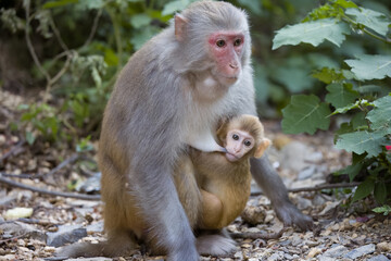 Naklejka na ściany i meble mother and baby monkeys