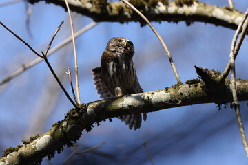 Eurasian pygmy owl-Swabian Jura Germany