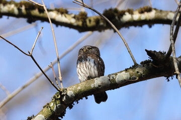 Eurasian pygmy owl-Swabian Jura Germany