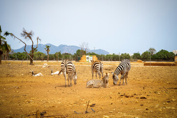 Stado zebr leży i odpoczywa na piasku. 