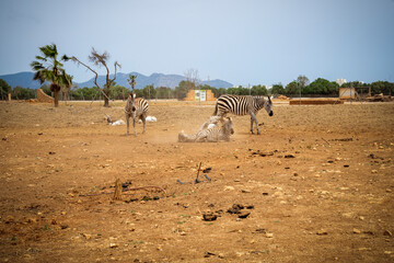 Stado zebr leży i odpoczywa na piasku. 