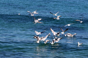 Seagulls in the sky over the sea.