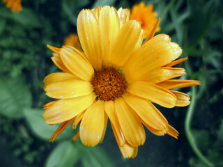 Close-up of a calendula with yellow petals and orange stamens.