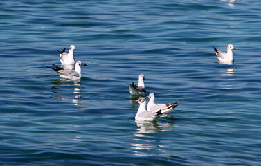 Seagulls in the sky over the sea.